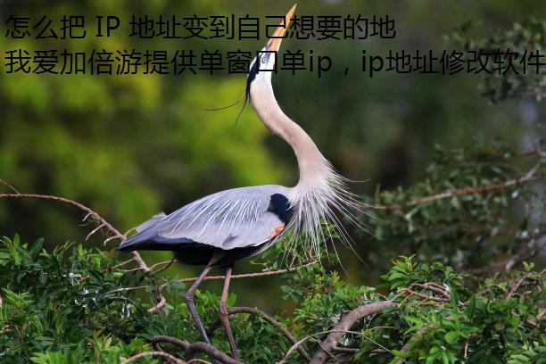 ô IP ַ䵽ԼҪĵ